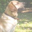 Cabot
