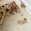 Misty/Cabot puppies born April 2, 2011