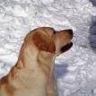 Samson - Sire April litter